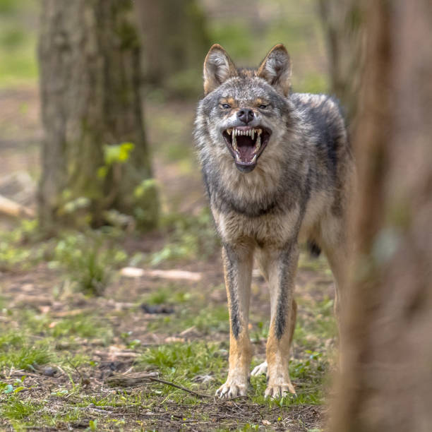 Agressive European grey Wolf square format Agressive European grey Wolf (Canis lupus) growling from behand tree as warning of defense. Vicious teeth are shown to scare off the attacker. Instagram format predator teeth stock pictures, royalty-free photos & images
