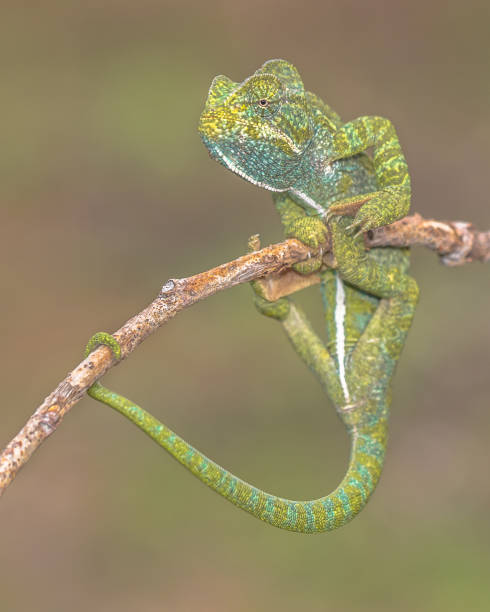 istock Adult African chameleon on branch 1058558438