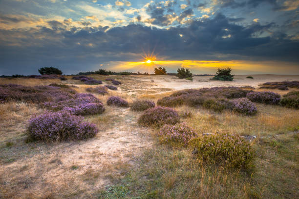 istock Veluwe Sunset over heathland with Heath 1058558474
