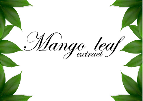 Mango leaves background for banner, celebration, holiday, packaging, poster. Realistic 3d leaf vector.