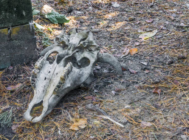 istock american horned cow head skull laying in the forest with teeth and some missing 1058568900