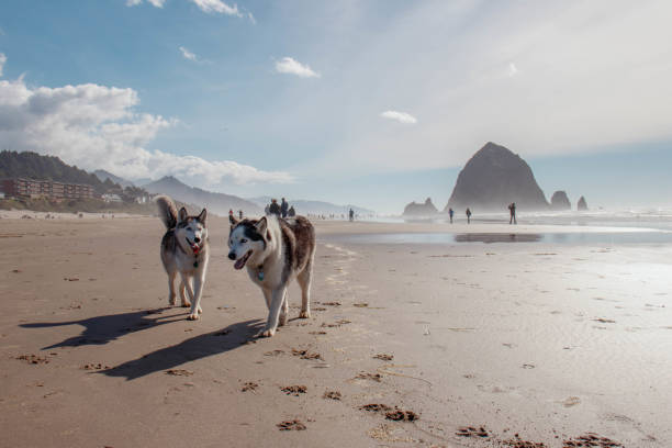 chiens heureux en cours d’exécution sur la plage - oregon beach photos et images de collection