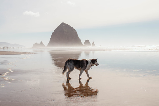 Perro en Cannon Beach, Oregon photo