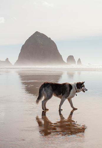 Perro Husky siberiano caminando por la playa photo