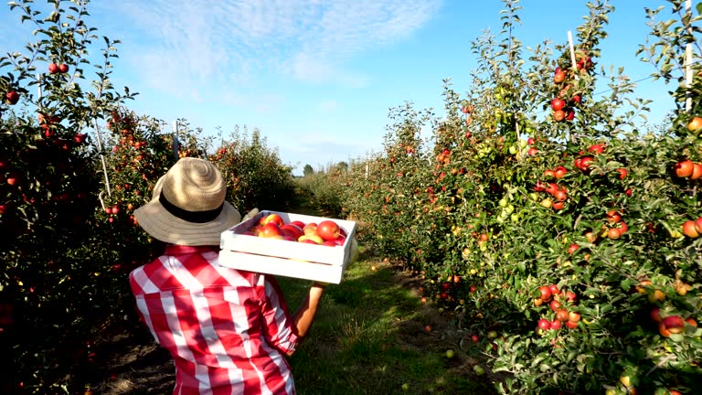 in the sun's rays, female farmer in plaid shirt and hat walks between the rows of apple trees. she holds box with fresh juicy, selective apples. back view. red apple harvest in the garden, on the farm