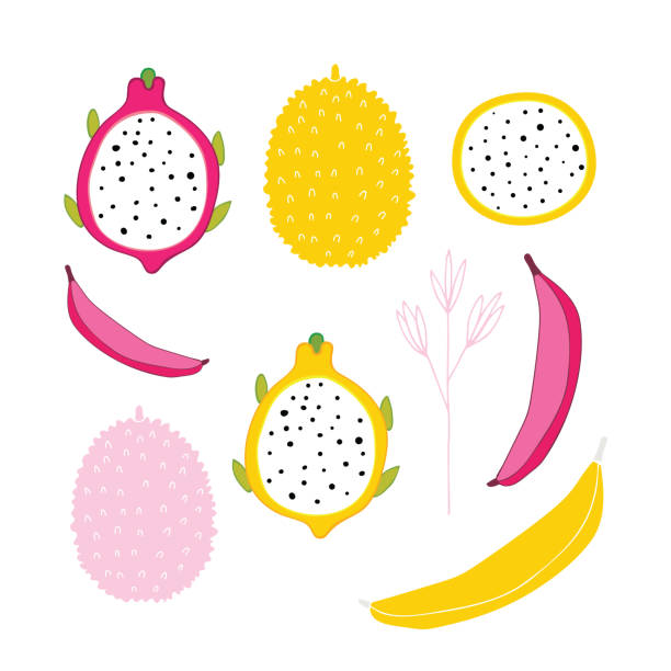 Exotic colorful tropical fruits and flower collection isolated on white background Exotic colorful tropical fruits and flower collection isolated on white background Jackfruit Banana Dragon fruit slices Hand drawn design elements set dragon fruit flower stock illustrations