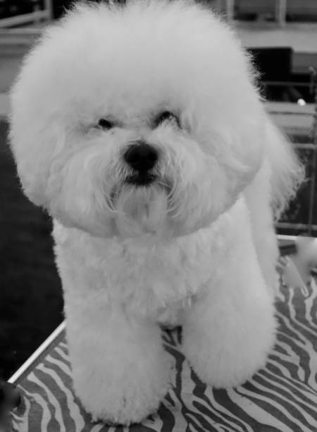 istock Bichon Frieze Dog 1058580894