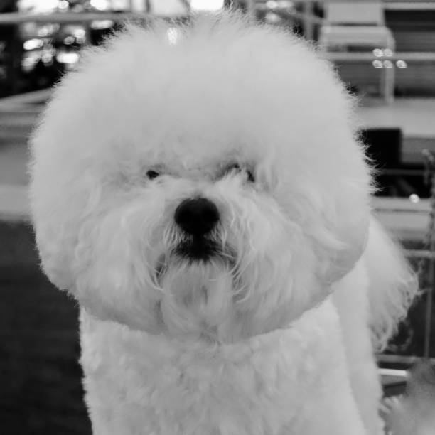 istock Bichon Frieze Dog 1058581012