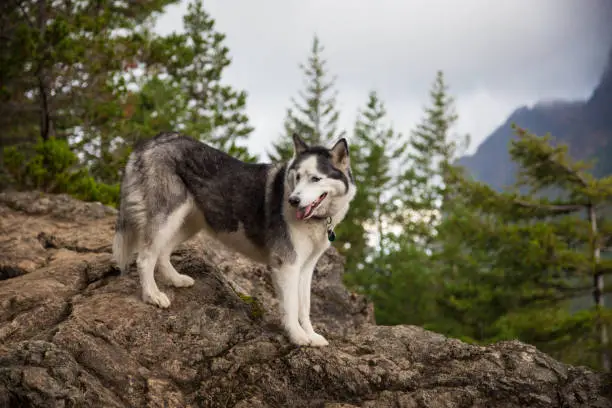 Photo of Dogs Hiking a Mountain Trail in the Washington State