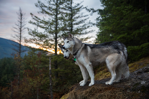 Perros caminar un sendero de montaña en el estado de Washington photo