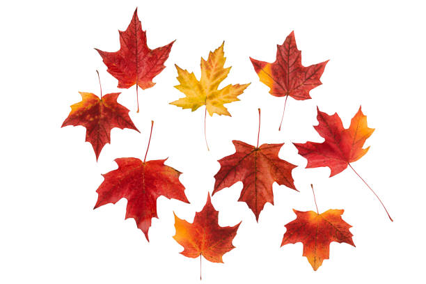 istock Multicolored maple leaves collection, isolated on white background. 1058581136