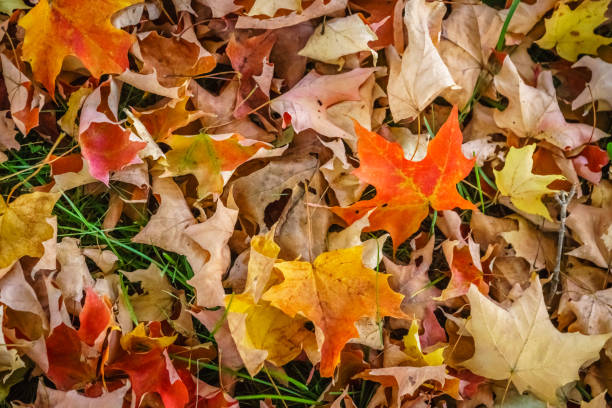 Free Stock Photo of Close Up of a Tree With Leaves on the Ground ...