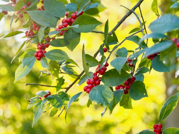 уинтерберри - winterberry holly стоковые фото и изображения