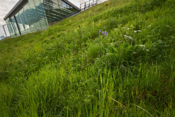 istock Lush Downtown Grass Roof 1058588504