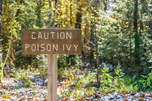 Brown sign with the words Caution Poison Ivy in a forest setting