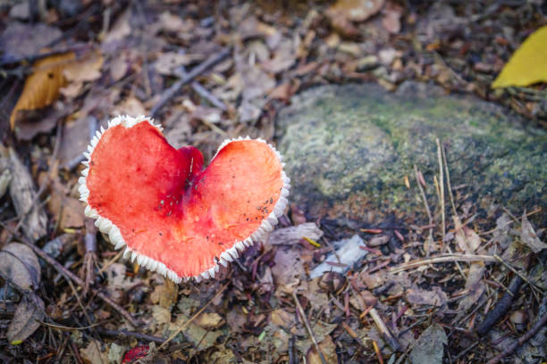 istock Red heart mushroom 1058588692
