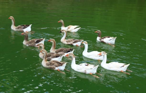 istock A floating group of geese. 1058590062
