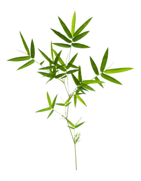 istock bamboo isolated on gray background with clipping path 1058594548