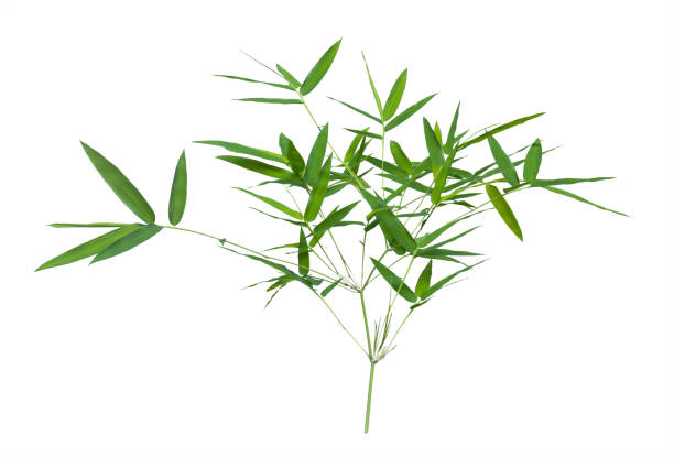 istock bamboo isolated on gray background with clipping path 1058594726