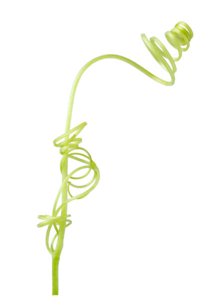 istock Green ivy plant  isolated on gray background, clipping path 1058594728