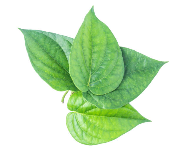 istock Green betel leaf isolated on the gray background with clipping path. 1058594772