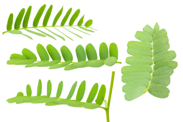 istock Tamarind leaves isolated on white background with clipping path. 1058594800