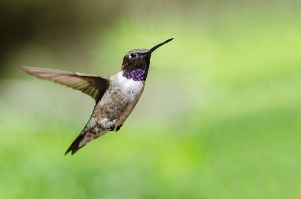 istock Black-Chinned Hummingbird with Throat Aglow While Hovering in Flight 1058595218