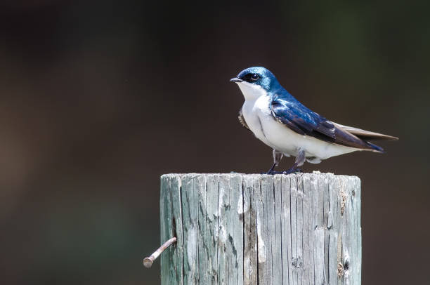 istock Spunky Little Tree Swallow Perched atop a Weathered Wooden Post 1058595280