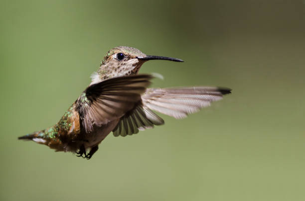 Adorable Little Rufous Hummingbird Hovering in Flight Deep in the Forest