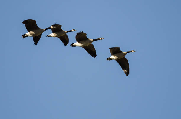 istock Four Canada Geese Flying in a Blue Sky 1058595372