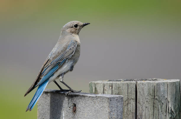 istock Proud Mountain Bluebird Perched Atop a Weathered Wooden Post 1058595378