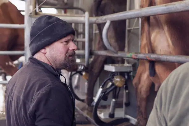 A close-up candid photograph of a male dairy farmer conversing with a colleague in the milking shed