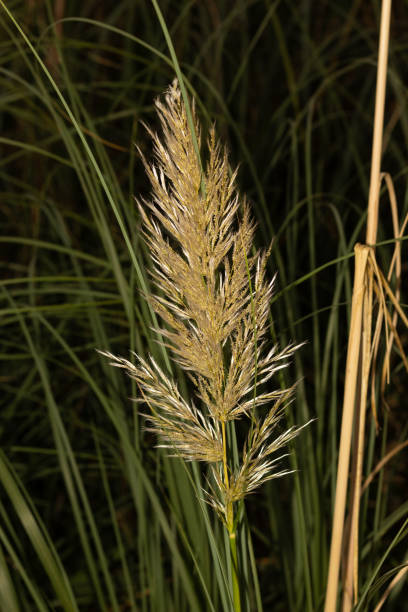 istock cortaderia selloana 1058598422
