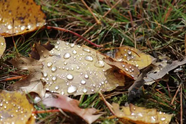 Photo of Aspen leaf water beads