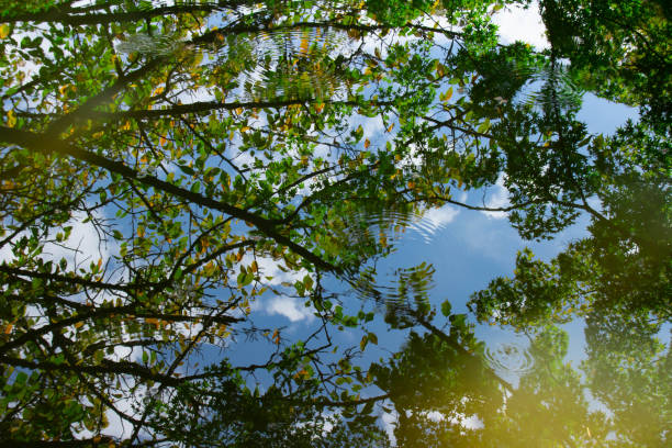 istock Autumn trees and ruts reflected on the surface of the water 1058611718