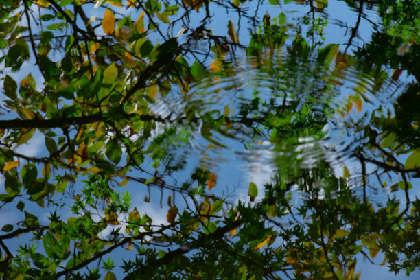 istock Autumn trees and ruts reflected on the surface of the water 1058611752