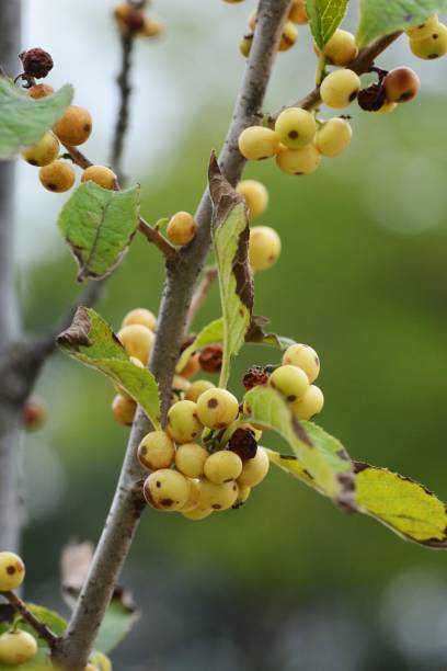 istock Japanese winterberry 1058624826