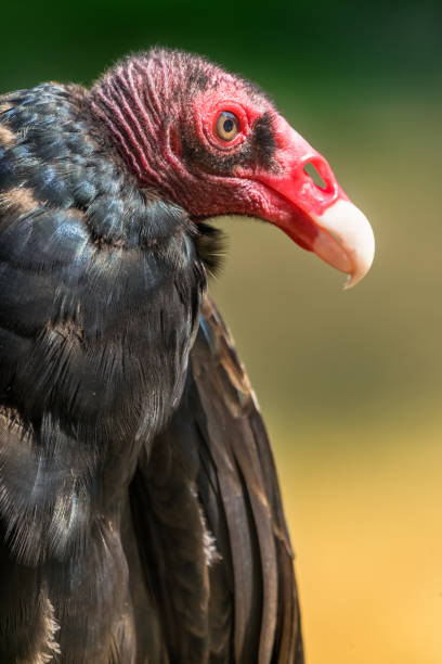 istock Red Head White Beak Black Feathers Turkey Vulture 1058625100