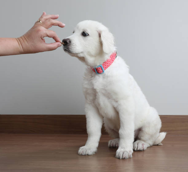 istock Great Pyrenees dog puppy begging for treat 1058626498