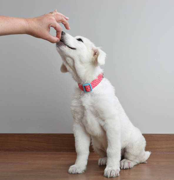 istock Great Pyrenees dog puppy getting treat and smiling 1058626578