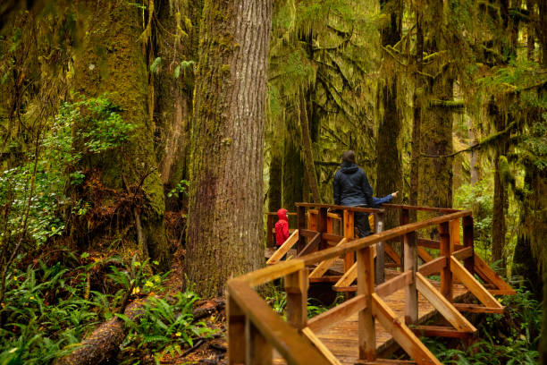 istock Vancouver Island rain forest 1058626650