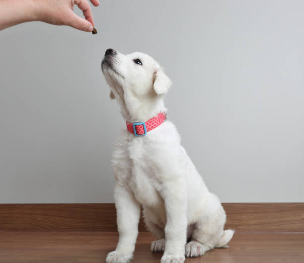 Great Pyrenees dog puppy begging for treat