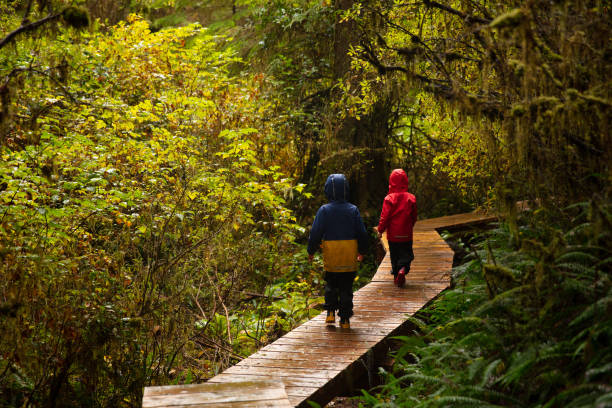 istock Vancouver Island rain forest 1058626936