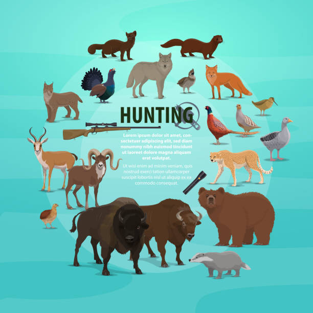 Hunting prey and gun poster with animals and rifle Hunting animal poster with rifle and lighter. Vector of hunter prey, bear and buffalo, badger and goat, deer and lynx, pheasant and wolf, marten and fox, duck and goose, jaguar and grouse vector grouse stock illustrations