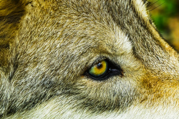 istock Gray Timber Western Wolf Yellow Eye 1058628994
