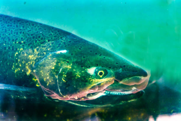 istock Chinook Salmon Close Up Issaquah Hatchery Washington State 1058629080
