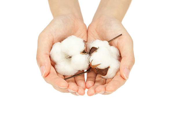 Cotton stock photo