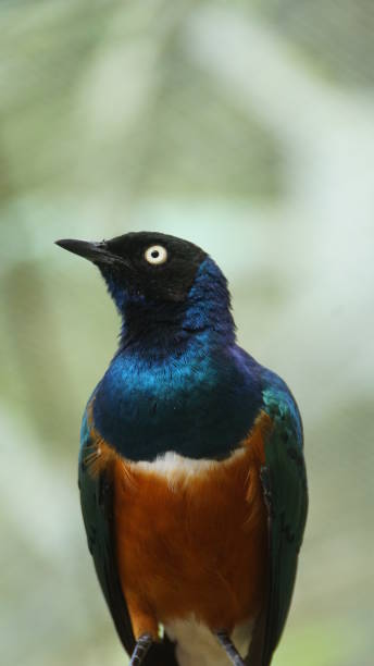 istock The golden-breasted starling is a small bird with a bright, blue tail and a blue back. It has a green head, white eyes, blue-violet wings, and a yellow breast, belly, and upper tail covers. 1058631522