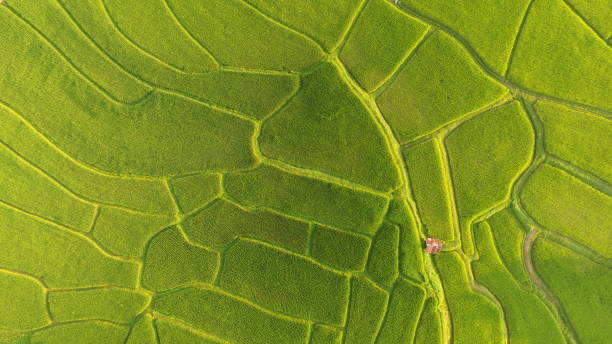 istock The beautiful landscape of rice fields 1058633064