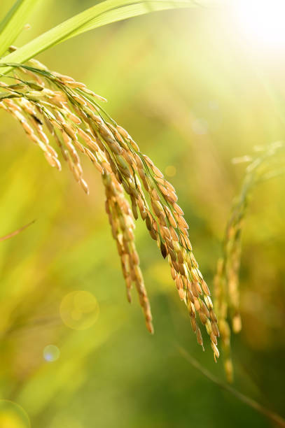 istock close up of ripening rice 1058633112